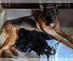 Small Photo #1 German Shepherd Dog Puppy For Sale in COLUMBIA, SC, USA