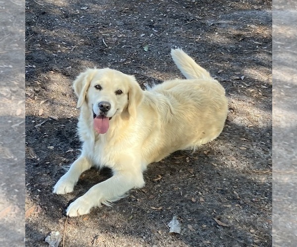 Medium Photo #1 English Cream Golden Retriever Puppy For Sale in BARNWELL, SC, USA