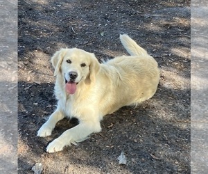 Mother of the English Cream Golden Retriever puppies born on 11/22/2022