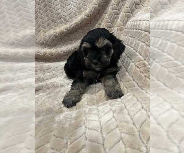 Medium Photo #3 Cockapoo (Miniature) Puppy For Sale in SAN DIEGO, CA, USA