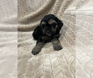 Medium Cockapoo (Miniature)