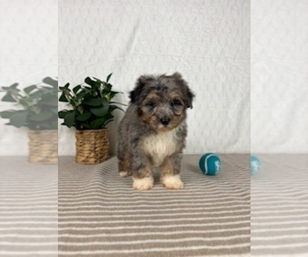 Medium Photo #2 Bernedoodle (Miniature) Puppy For Sale in GREENFIELD, IN, USA