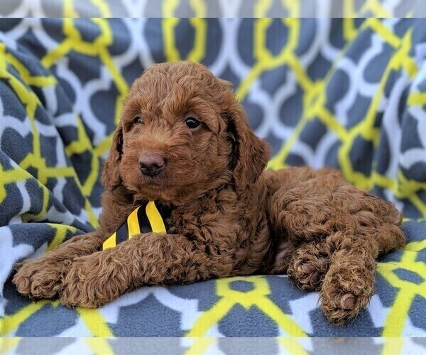 Medium Photo #6 Goldendoodle-Poodle (Miniature) Mix Puppy For Sale in LANCASTER, PA, USA