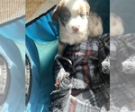 Small #1 Australian Shepherd