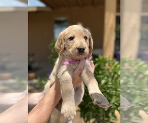 Medium Goldendoodle-Labrador Retriever Mix