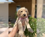 Puppy 5 Goldendoodle-Labrador Retriever Mix
