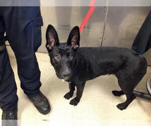 Border Collie Dogs for adoption in Riverside, CA, USA