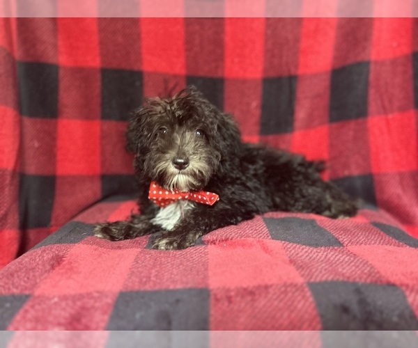 Medium Photo #4 Schnauzer (Miniature) Puppy For Sale in LAKELAND, FL, USA