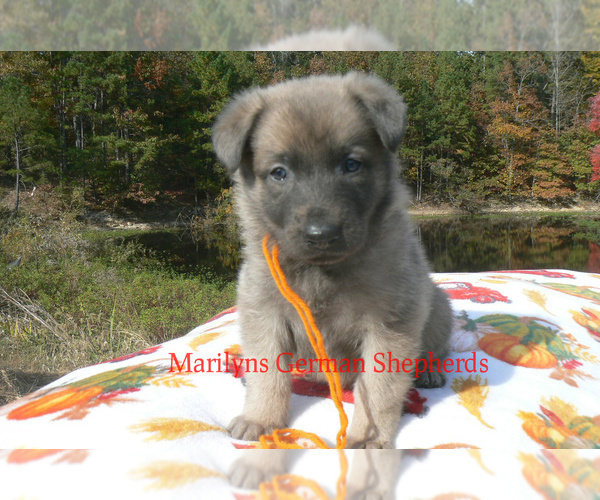 Medium Photo #5 German Shepherd Dog Puppy For Sale in PIEDMONT, MO, USA
