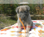 Snowy Peach Ber - Female German Shepherd Dog Puppy for Sale - Photo #5
