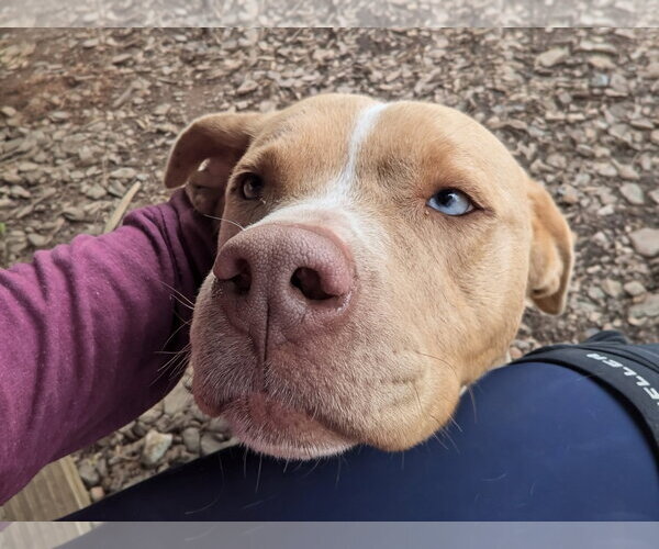 Medium Photo #2 Mutt Puppy For Sale in McCormick, SC, USA