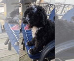 Small #1 Bernese Mountain Dog-Poodle (Miniature) Mix