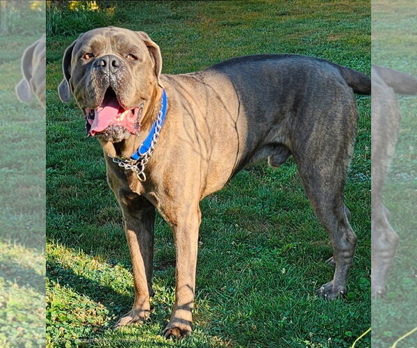 Medium Photo #1 Mutt Puppy For Sale in Belleville, MI, USA