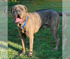 Mutt Dogs for adoption in Belleville, MI, USA
