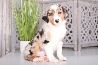 Australian Shepherd Puppy for sale in MOUNT VERNON, OH, USA
