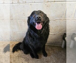 Spaniel-Unknown Mix Dogs for adoption in El Centro, CA, USA