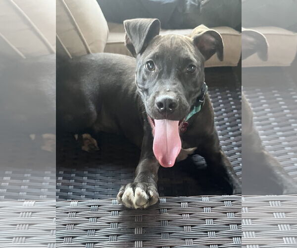 Medium Photo #6 Labrador Retriever-Unknown Mix Puppy For Sale in Mount Laurel, NJ, USA