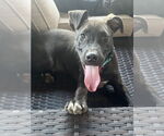 Small #5 Labrador Retriever Mix