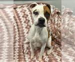 Small #1 Bullboxer Pit