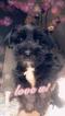 Small Photo #1 Schnauzer (Miniature) Puppy For Sale in AUBURNDALE, FL, USA