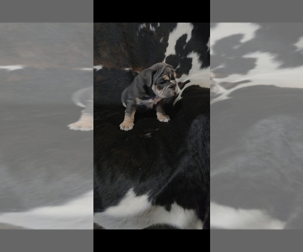Medium Photo #2 English Bulldog Puppy For Sale in ARGYLE, TX, USA