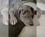 Small #1 Irish Dane