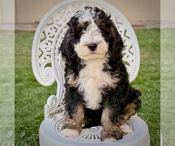 Medium Photo #4 Bernedoodle Puppy For Sale in ROY, UT, USA