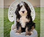 Obsidian - Female Bernedoodle Puppy for Sale - Photo #4