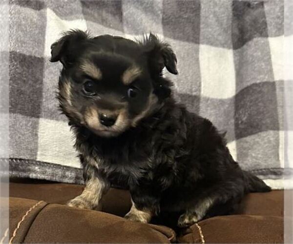 Medium Photo #17 Chihuahua Puppy For Sale in JACKSONVILLE, FL, USA