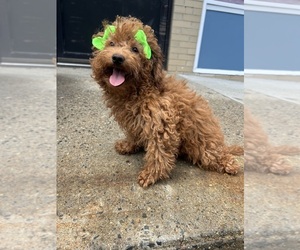 Goldendoodle (Miniature) Puppy for sale in RANDOLPH, MA, USA