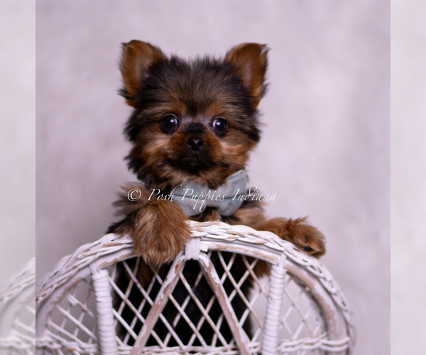 Medium Photo #7 Yorkshire Terrier Puppy For Sale in WARSAW, IN, USA