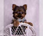 Small #6 Yorkshire Terrier