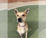 Small Photo #1 Akita-German Shepherd Dog Mix Puppy For Sale in Las Vegas, NV, USA