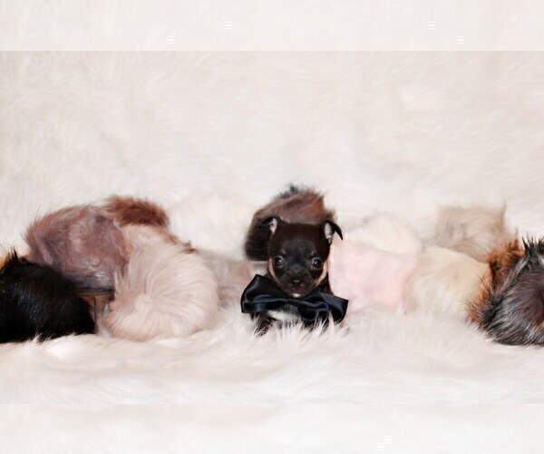 Medium Photo #60 Chihuahua Puppy For Sale in CHARLESTON, AR, USA