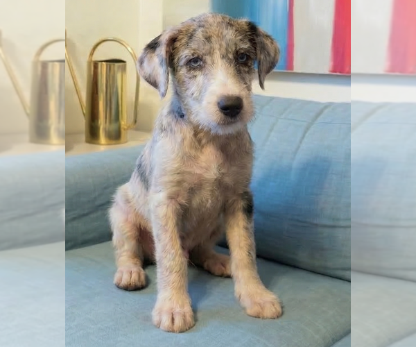 Medium Photo #4 Jack Russell Terrier Puppy For Sale in Grovertown, IN, USA