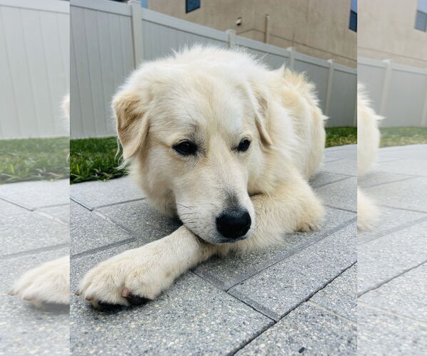Medium Photo #3 Golden Pyrenees Puppy For Sale in Valrico, FL, USA