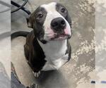 Small American Staffordshire Terrier Mix