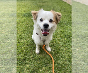 Chihuahua-Mutt Mix Puppy for sale in BALDWIN PARK, CA, USA