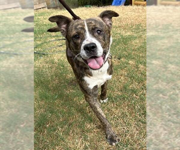 Medium Photo #1 American Pit Bull Terrier-Unknown Mix Puppy For Sale in Oklahoma City, OK, USA