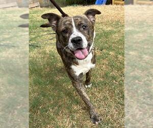 American Pit Bull Terrier-Unknown Mix Dogs for adoption in Oklahoma City, OK, USA