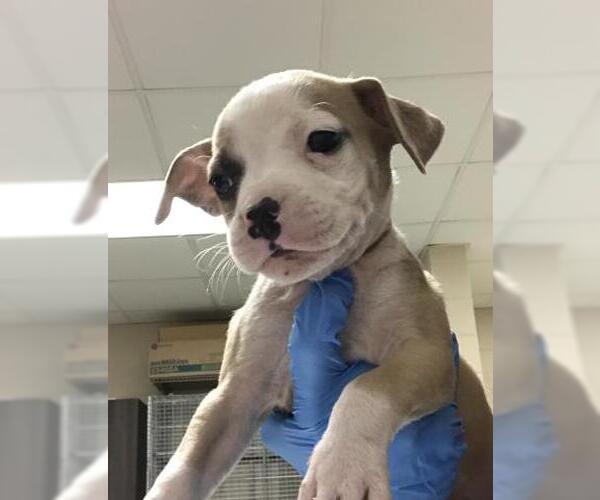 Medium Photo #1 Mutt Puppy For Sale in Conroe, TX, USA