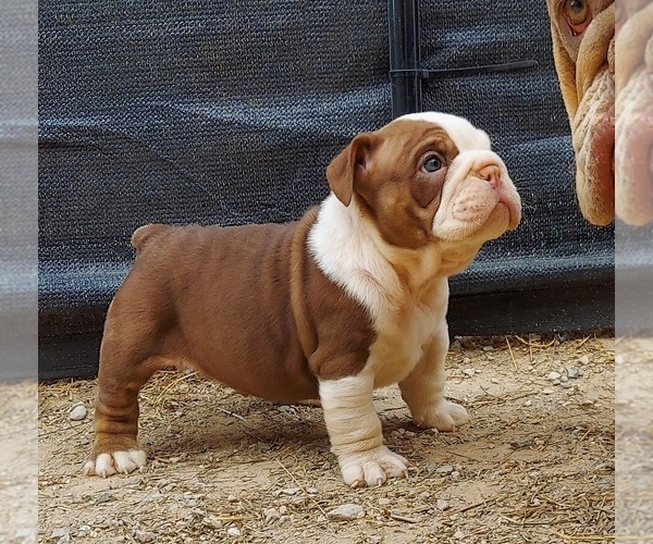 Medium Photo #4 Bulldog Puppy For Sale in LAS VEGAS, NV, USA