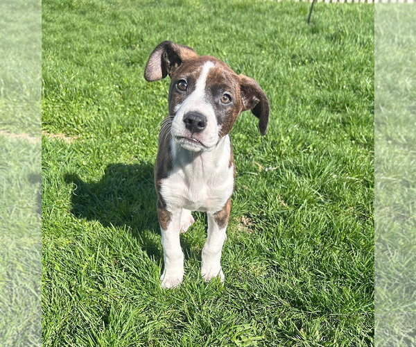 Medium Photo #2 Bogle Puppy For Sale in Mechanicsburg, PA, USA