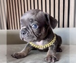 Small Photo #9 French Bulldog Puppy For Sale in LAKEWOOD RANCH, FL, USA