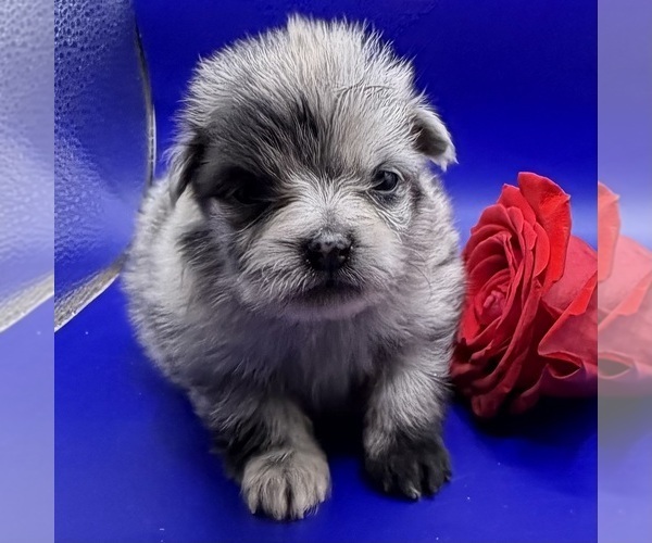 Medium Photo #2 Pomeranian Puppy For Sale in PORTLAND, ME, USA