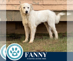 Small #3 Great Pyrenees
