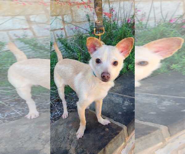 Medium Photo #2 Chihuahua-Parson Russell Terrier Mix Puppy For Sale in Pipe Creek, TX, USA