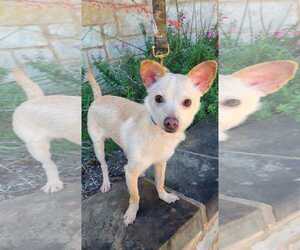 Sweet potato - Male Chihuahua-Parson Russell Terrier Mix Dog for Adoption - Photo #2