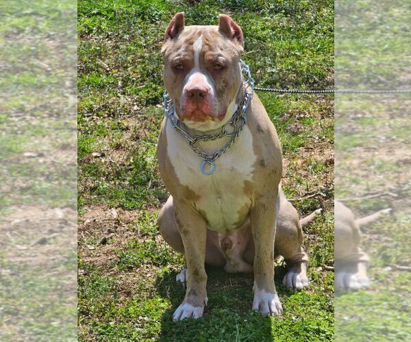 Medium Photo #1 American Bully Puppy For Sale in RISING FAWN, GA, USA