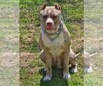 Small Photo #1 American Bully Puppy For Sale in RISING FAWN, GA, USA